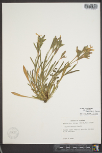 Silene caroliniana subsp. wherryi image