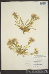 Silene caroliniana image