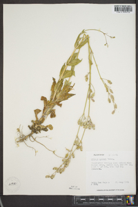 Silene csereii image