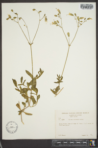 Silene vulgaris image