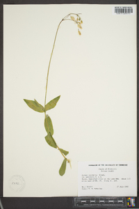 Silene vulgaris image