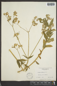 Silene vulgaris image