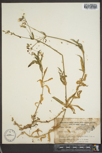 Silene vulgaris image