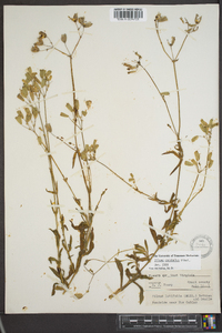 Silene vulgaris image