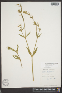 Silene dichotoma image