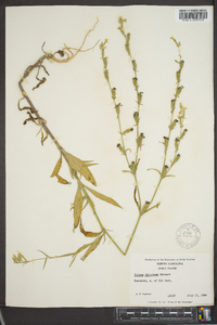 Silene dichotoma image