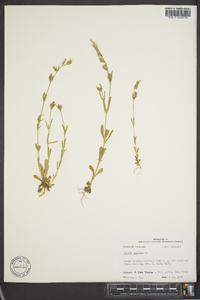 Silene gallica image