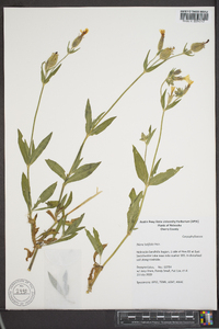 Silene latifolia image