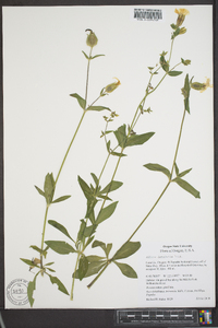 Silene latifolia image