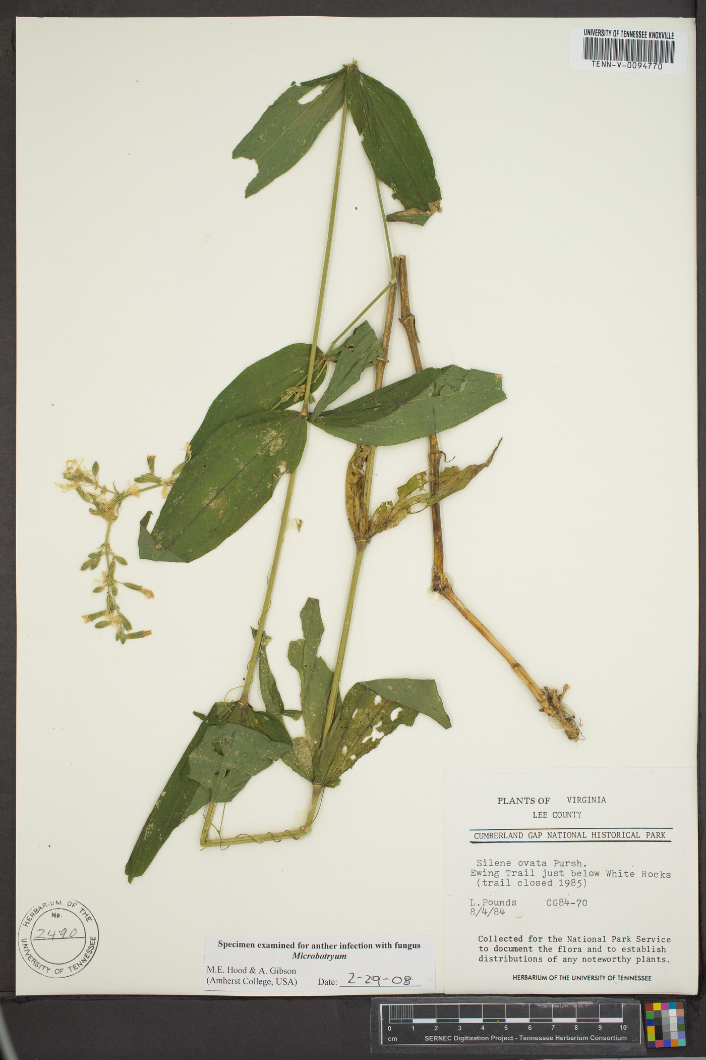 Silene ovata image
