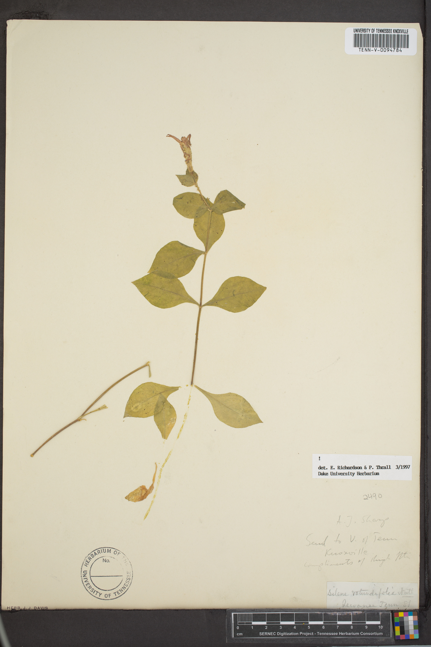 Silene rotundifolia image