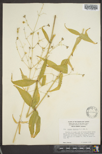 Silene stellata image