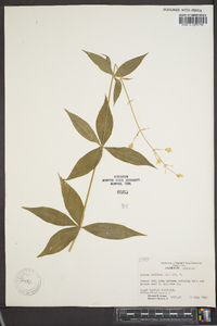 Silene stellata image