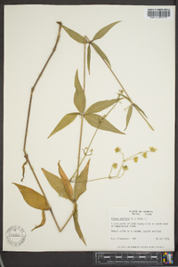 Silene stellata image