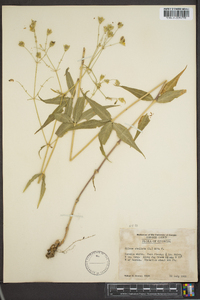 Silene stellata image