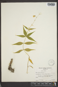 Silene stellata image