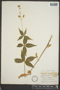 Silene stellata image