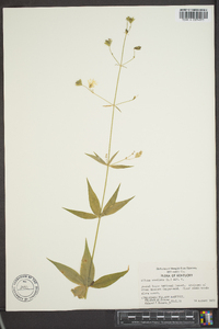 Silene stellata image