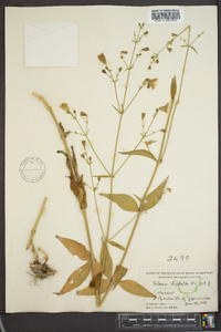 Silene stellata image