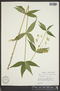 Silene stellata image