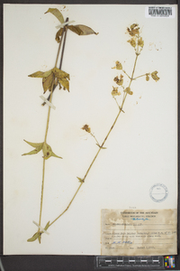 Silene stellata image