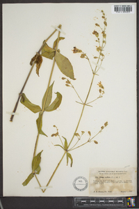 Silene stellata image