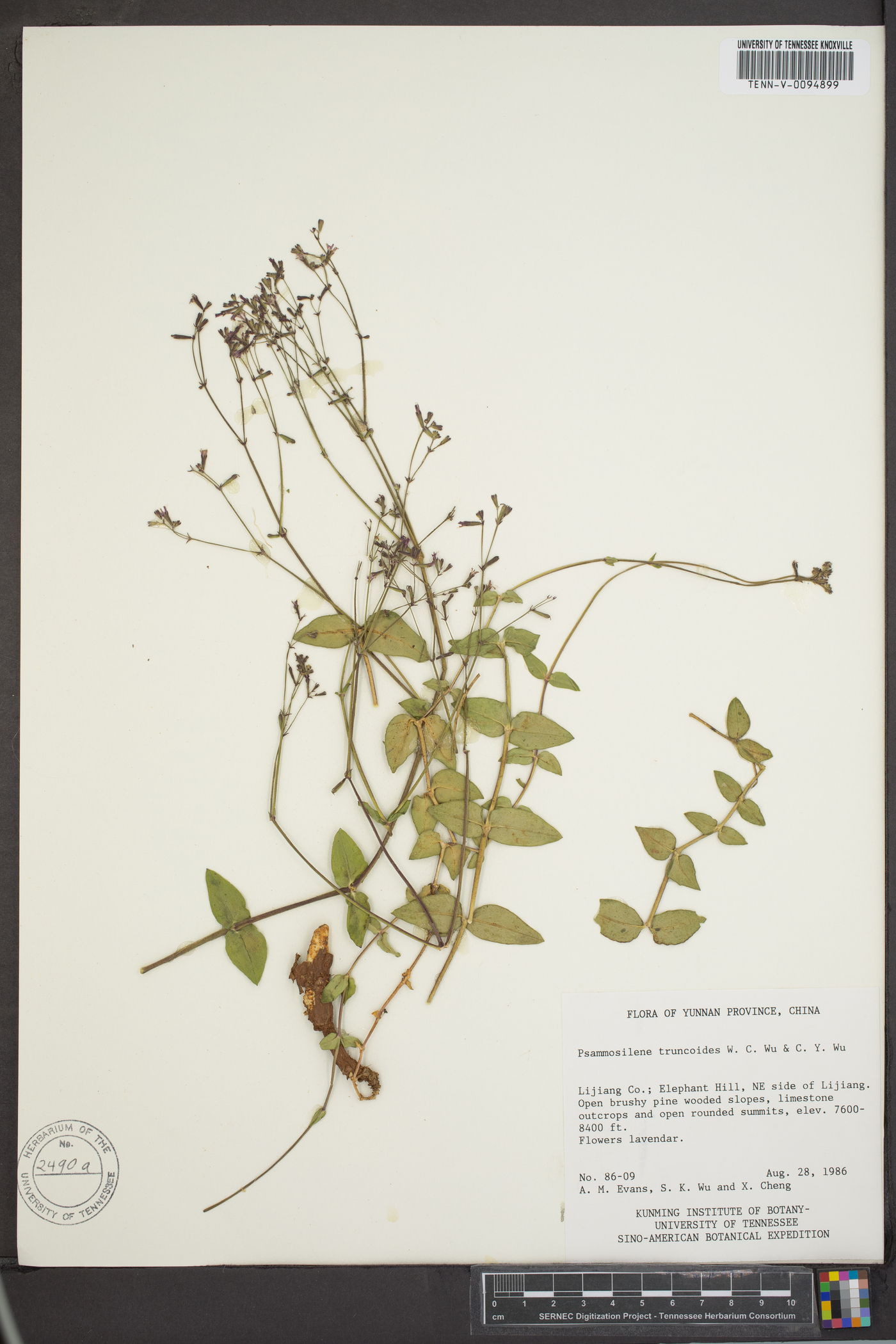 Psammosilene image