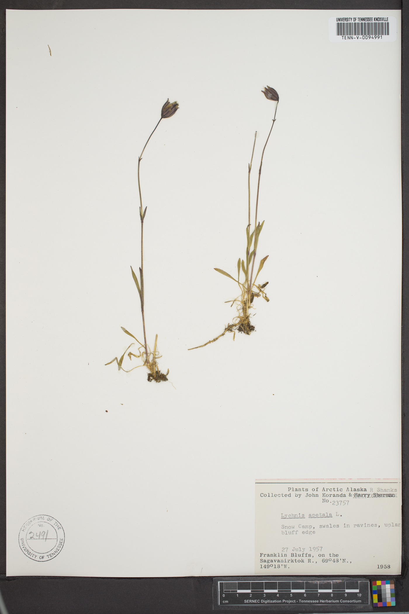 Silene uralensis subsp. uralensis image