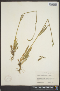 Silene drummondii image