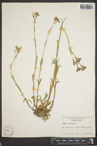 Silene flos-cuculi image