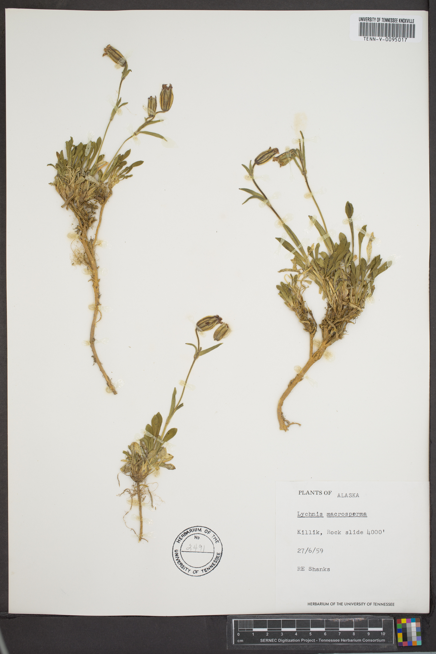Silene uralensis subsp. uralensis image