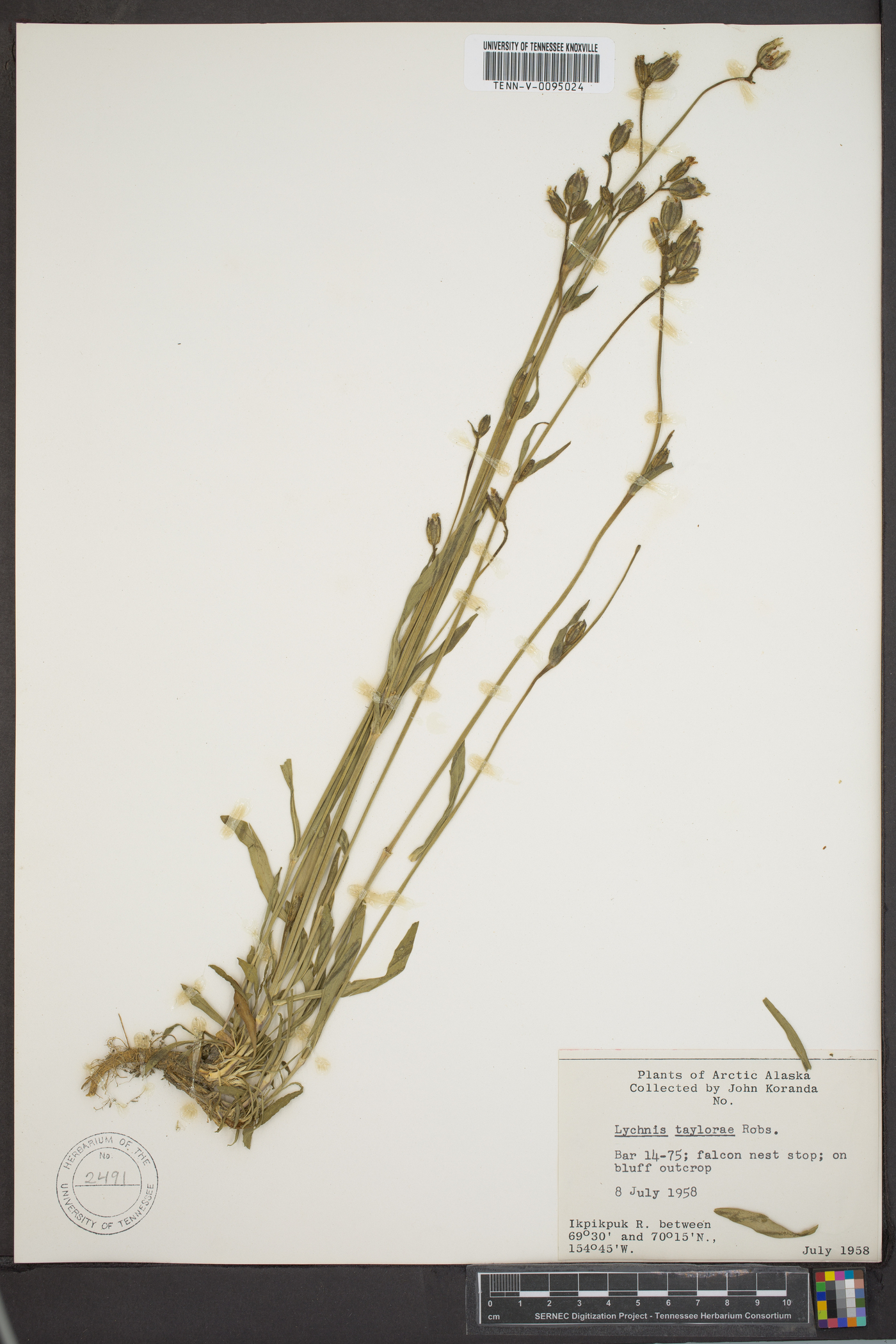 Silene involucrata subsp. tenella image