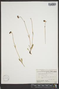 Silene uralensis subsp. uralensis image