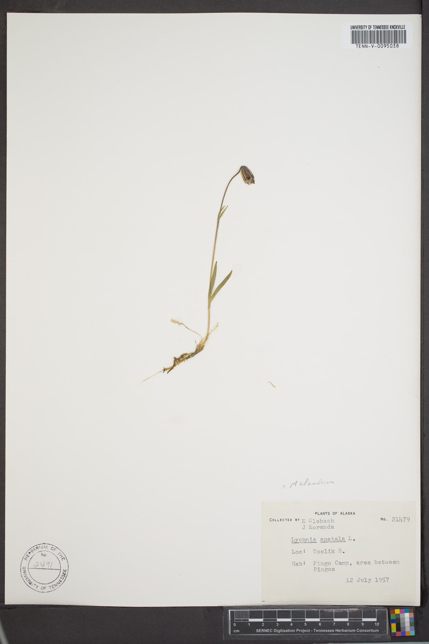 Silene uralensis subsp. uralensis image