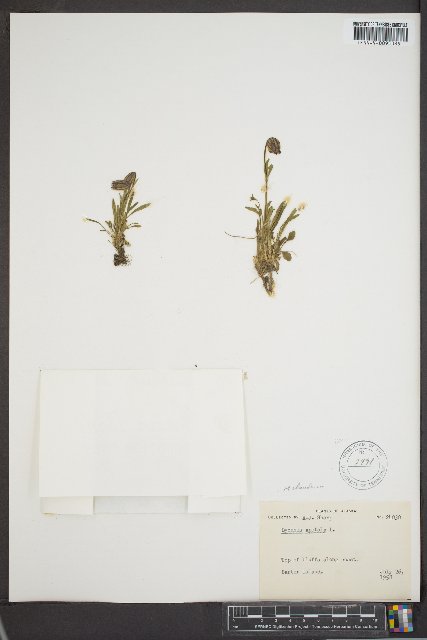 Silene uralensis subsp. uralensis image