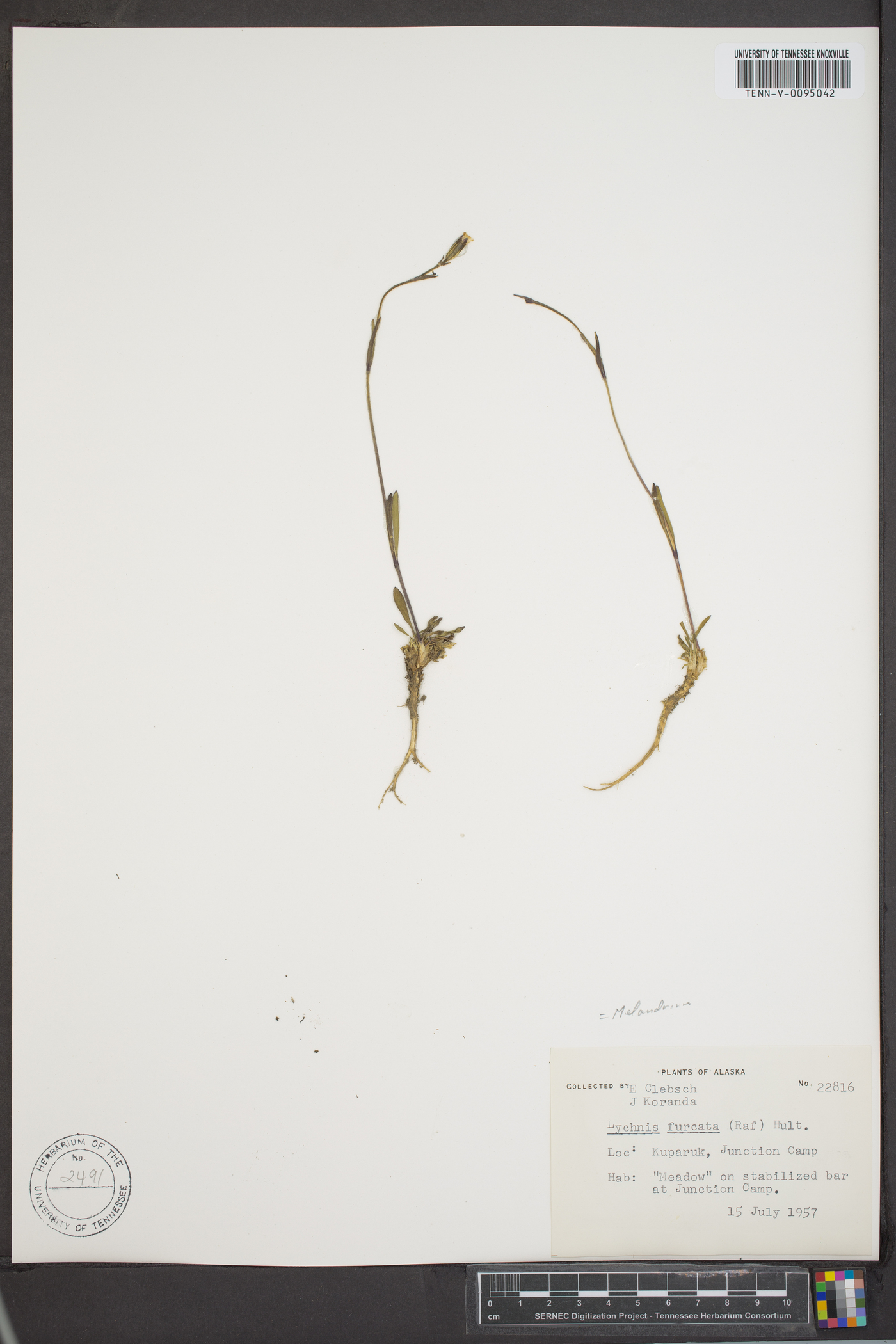 Silene involucrata subsp. involucrata image