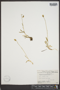 Silene uralensis subsp. porsildii image