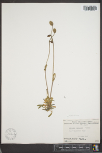 Silene involucrata subsp. tenella image