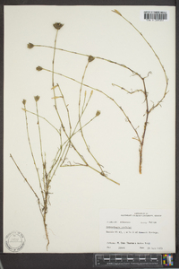 Petrorhagia prolifera image