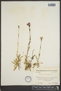 Dianthus barbatus image