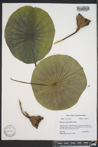 Nelumbo lutea image