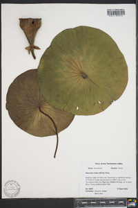 Nelumbo lutea image