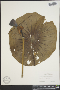 Nelumbo lutea image