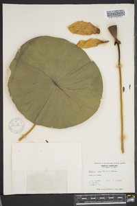 Nelumbo lutea image