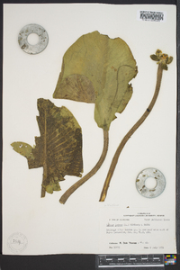 Nuphar lutea image