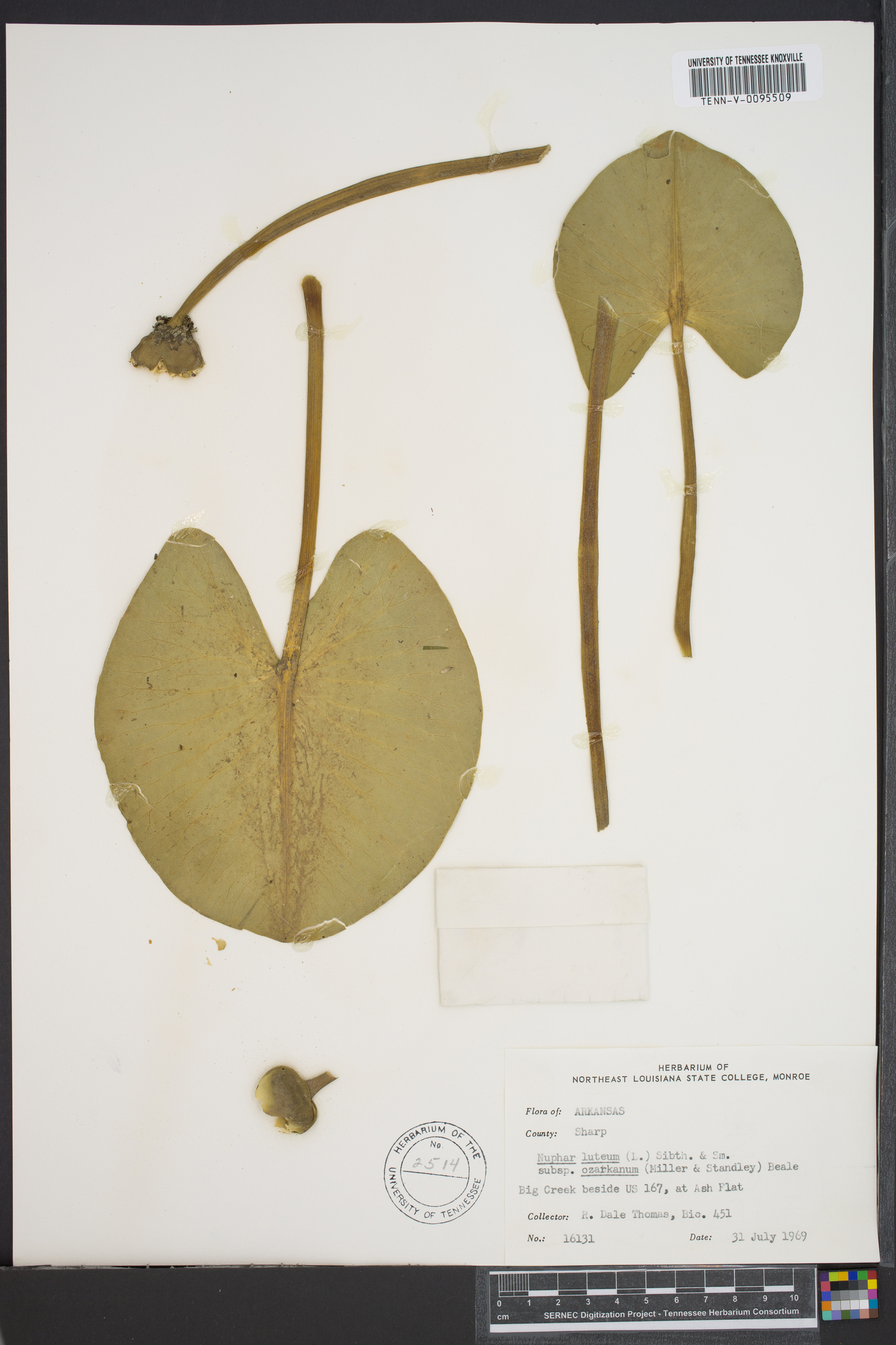 Nuphar advena subsp. ozarkana image