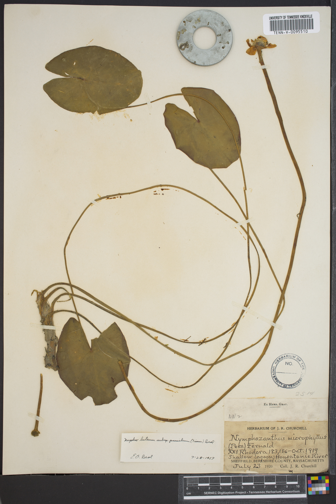 Nuphar microphylla image