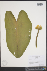 Nuphar lutea image