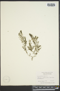 Ceratophyllum demersum image