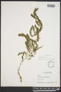 Ceratophyllum demersum image